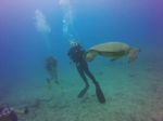 Hawaii Scuba divng 36