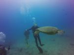 Hawaii Scuba divng 37