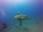 Hawaii Scuba divng 38