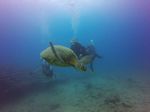 Hawaii Scuba divng 39