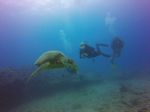 Hawaii Scuba divng 40