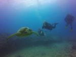 Hawaii Scuba divng 41