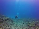 Hawaii Scuba divng 45