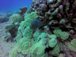 Hawaii Scuba divng 56