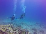 Hawaii Scuba divng 12