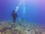 Hawaii Scuba divng 15