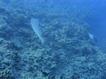 Hawaii Scuba divng 19