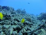 Hawaii Scuba divng 28