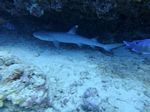 Hawaii Scuba divng 32