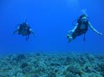 Hawaii Scuba divng 45