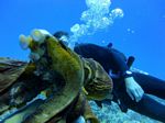 Hawaii Scuba divng 16