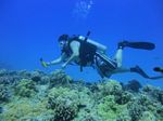 Hawaii Scuba divng 24