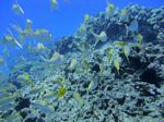 Hawaii Scuba divng 29