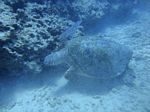 Hawaii Scuba divng 32