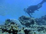 Hawaii Scuba divng 38