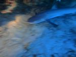 Hawaii Scuba divng 47