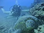 Hawaii Scuba divng 24