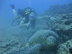 Hawaii Scuba divng 26