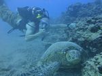 Hawaii Scuba divng 27