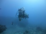 Hawaii Scuba divng 29