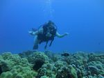 Hawaii Scuba divng 36