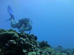 Hawaii Scuba divng 38