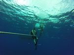 Hawaii Scuba divng 33