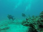 Hawaii Scuba divng 84