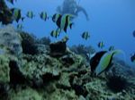 Hawaii Scuba divng 57