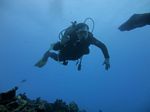 Hawaii Scuba divng 58