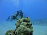 Hawaii Scuba divng 43