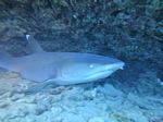 Hawaii Scuba divng 57