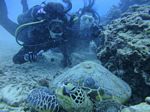 Hawaii Scuba divng 64