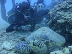 Hawaii Scuba divng 65