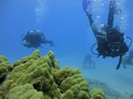 Hawaii Scuba divng 72