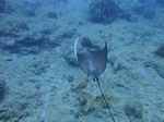 Hawaii Scuba divng 76
