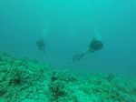 Hawaii Scuba divng 18