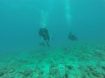 Hawaii Scuba divng 59