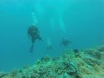 Hawaii Scuba divng 62