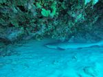 Hawaii Scuba divng 75