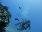 Hawaii Scuba divng 34