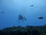 Hawaii Scuba divng 44