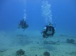 Hawaii Scuba divng 31