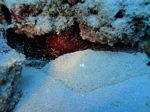 Hawaii Scuba divng 36