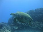 Hawaii Scuba divng 52