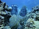 Hawaii Scuba divng 54