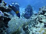 Hawaii Scuba divng 56