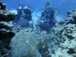 Hawaii Scuba divng 56