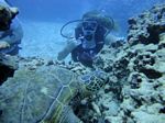 Hawaii Scuba divng 57