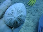 Hawaii Scuba divng 65